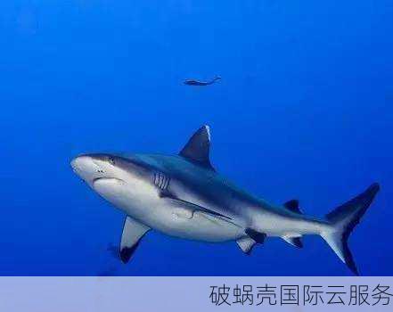 Sharktech鲨鱼数据中心洛杉矶推出E5-2678v3服务器促销活动，月付只需129美元起
