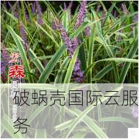 青叶云：低价高性能云计算产品，独家优惠揭秘